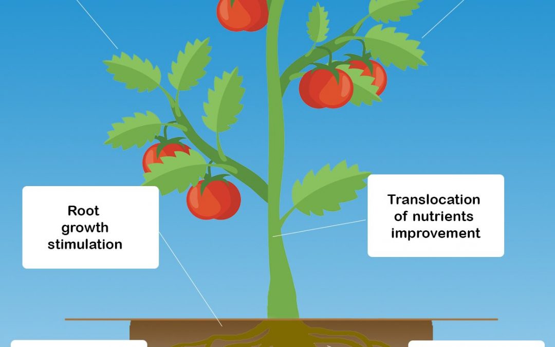 Advantages of Organic Fertilizers