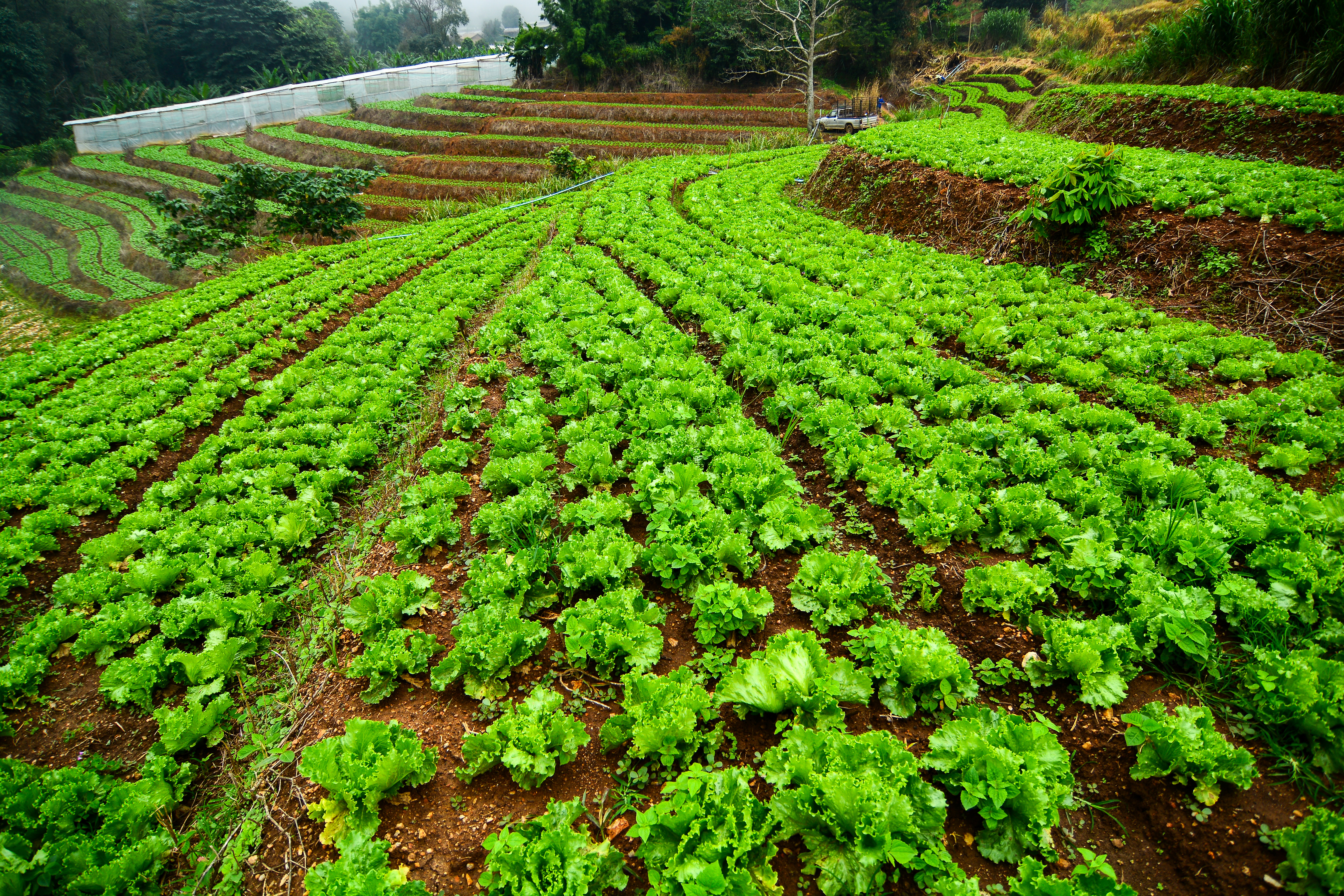 Farmers grow cabbages in terraces in the highlands in northern T
